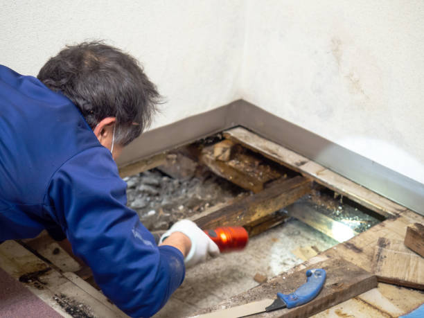Knob Noster, MO Mold Remediation Company