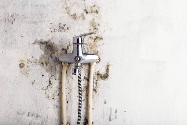 Best Kitchen Mold Remediation in Knob Noster, MO