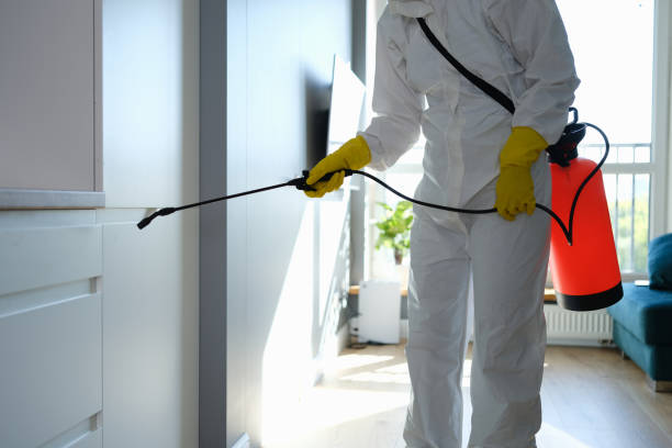 Best Attic Mold Remediation in Knob Noster, MO
