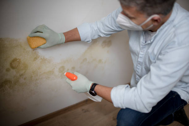 Best Industrial Mold Remediation in Knob Noster, MO