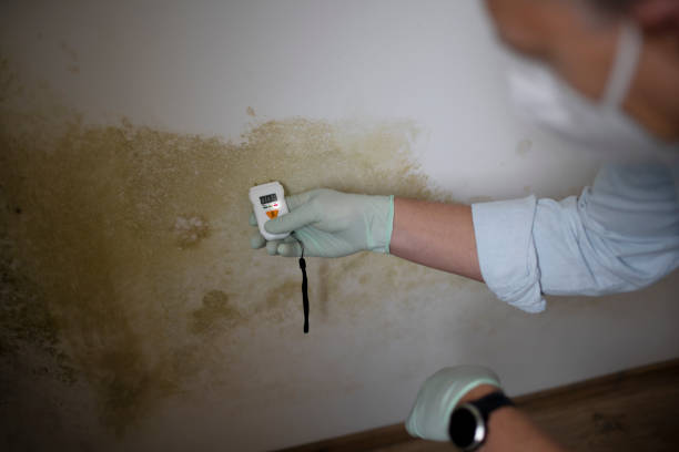 Best Kitchen Mold Remediation in Knob Noster, MO