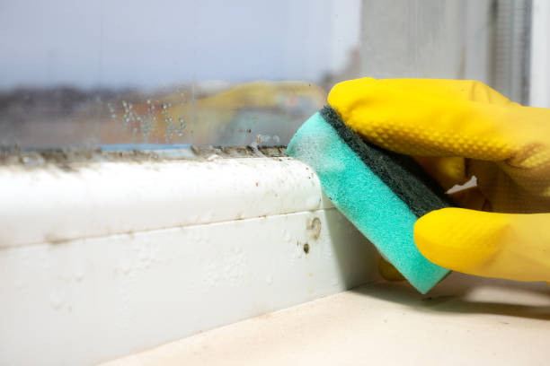 Best White Mold Remediation in Knob Noster, MO