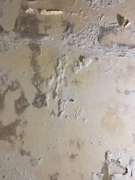 Best White Mold Remediation in Knob Noster, MO