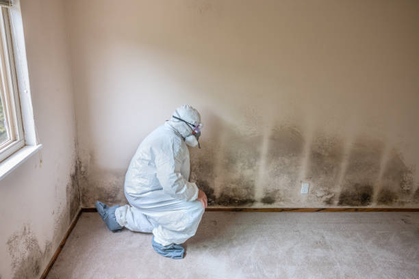 Best Post-Flood Mold Remediation in Knob Noster, MO