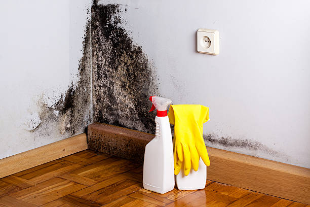 Best Commercial Mold Remediation in Knob Noster, MO